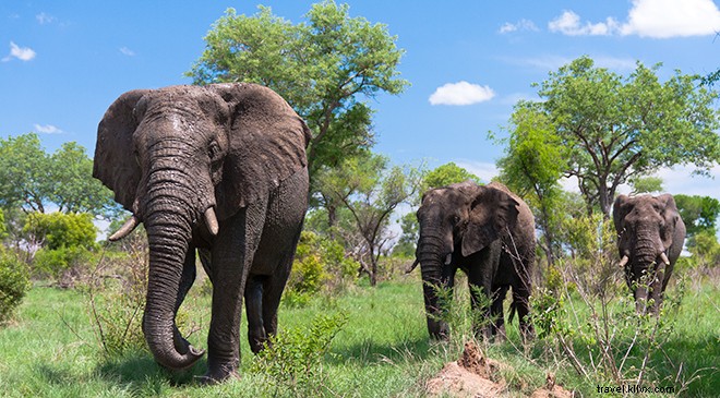 Estas 13 experiencias en Sudáfrica te harán decir ¡guau! 